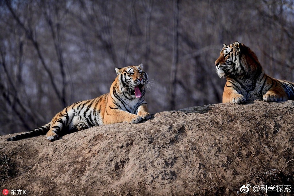 开云体育亚洲官网-沈阳东北虎客场平局成泰斗之战，硬仗未解