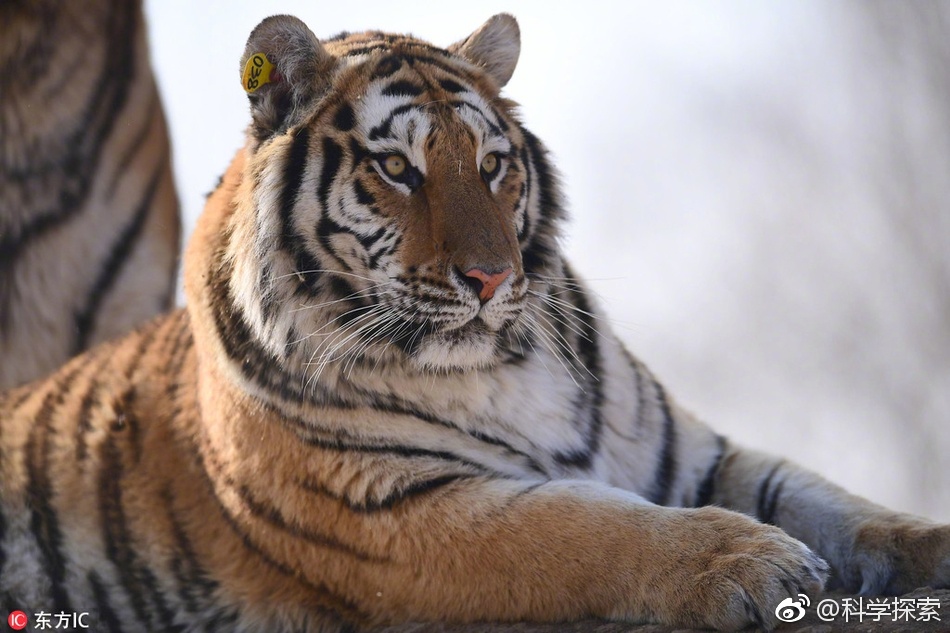 沈阳东北虎客场平局成泰斗之战,硬仗未解 沈阳东北虎客场平局成泰斗之战,硬仗未解